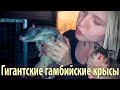 Гигантские гамбийские крысы и другие питомцы Zoocom Club