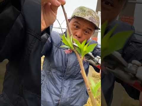 Spring Pruning Techniques ( Peach Tree) #satisfying #shortsvideo