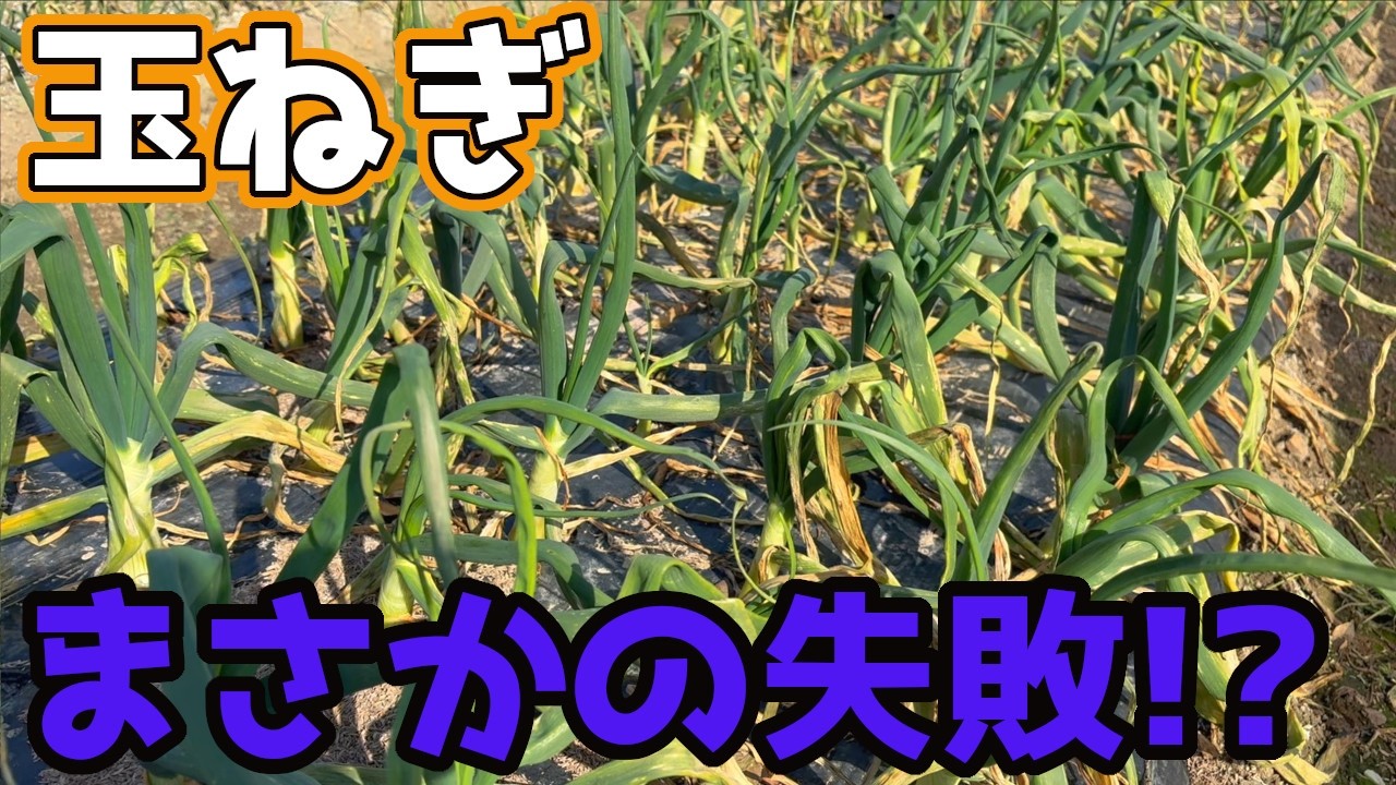 【たまねぎ】みなさんは気を付けて！まさかの理由で失敗してしまいました。【家庭菜園】