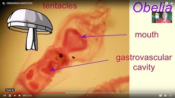 evolution of invertebrate digestive systems