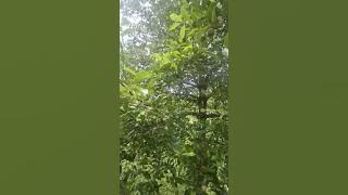 The nutmeg is all ripe but unfortunately the price is cheap #palaaceh