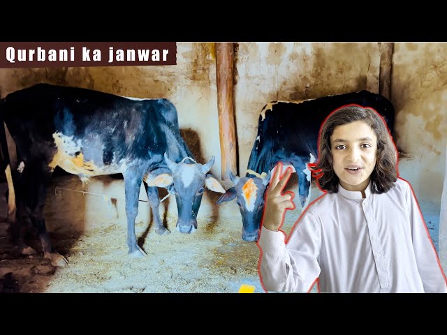 Rameez ka Qurbani | bakra eid | Eid Mubarak class=