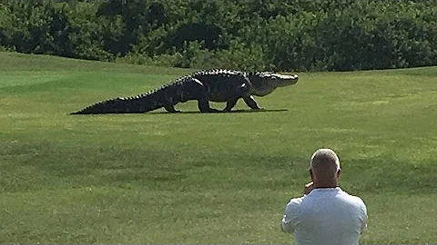 Giant Gator Walks Across Florida Golf Course | GOL...