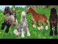 Amazing Ardennes New Star Stable Horses