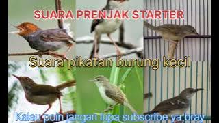 Suara prenjak starter untuk pikat burung burung kecil