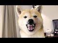 怒るという感情を覚えてしまった柴犬