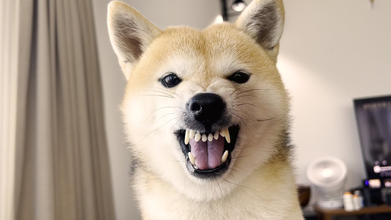 Shiba Inu who has learned the feeling of getting angry. - YouTube