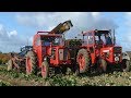 Sugarbeet Harvest 2018 - Volvo BM430 & 320, Deutz D7807C, Fiat 600 | Rational Harvester | DK Agri