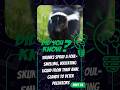 What does it mean when someone calls you a skunk? #funny #shorts #funnyanimals #education #goviral