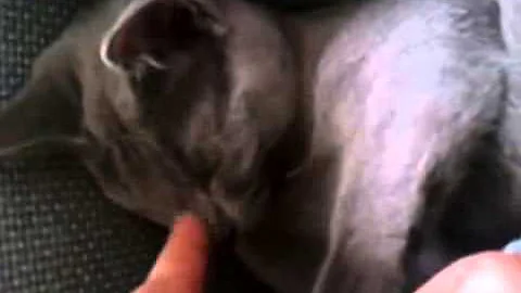 Watch the video about Russisch Blau Kitten Russian Blue Cat grey Katze grau Gracia
