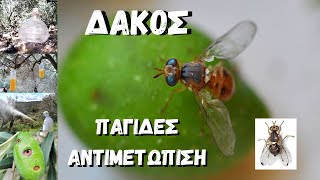 ΔΑΚΟΣ  ΠΑΓΙΔΕΣ  ΑΝΤΙΜΕΤΩΠΙΣΗ