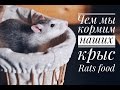 Чем мы кормим наших крыс | Rats food
