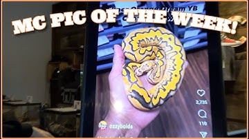 MC Pic Of The Week!! Some Really Neat Ball Pythons This Week!