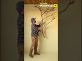 Beautiful DIY Plant Shelf Made From a Real Tree Branch 🌱 #DIYDecor #PlantLover