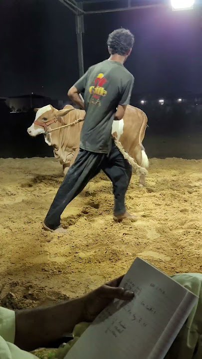 Malka.e.parbad MASHA ALLAH (CATTLE STATION WITH ALI RAFIQ)