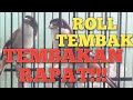 masteran cendet tembakan rapat_roll speed_roll tembak