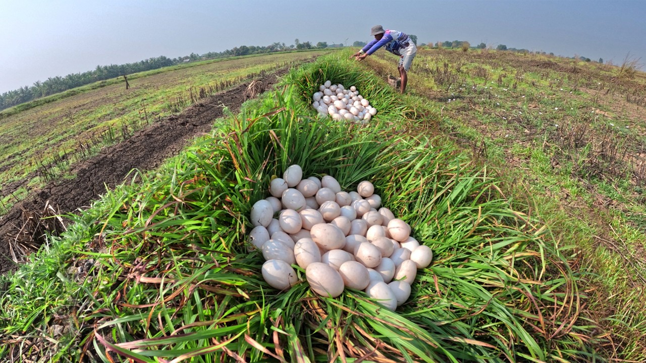WOW WOW - Man pick a lot of duck eggs in meadow by lucky hand