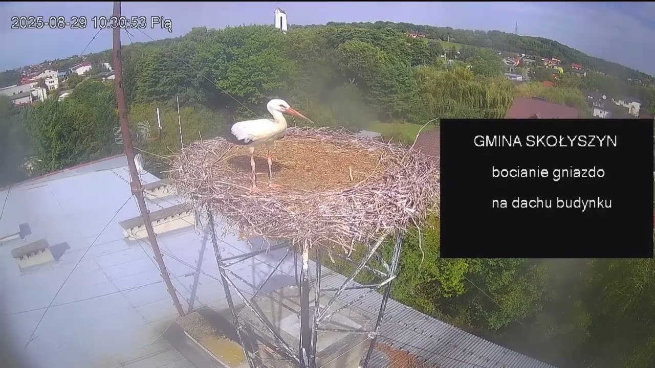 Migawki z młodym z 29.08.25 / Bocian biały SKOŁYSZYN PL