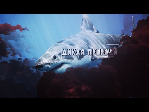 Удивительный, животный мир - Акулы. Документальный фильм. 'National Geographic'
