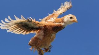 A belezura do vôo das aves! (vídeo de aves voando) #Galliformes #Anatidae #Avesvôo #birdsflying