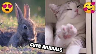CUTE ANIMALS 2024🥰. by Funny APV 459 views 9 days ago 4 minutes, 6 seconds