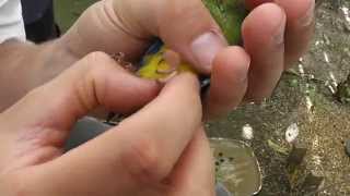 Easy Leg Ring Application for Turquoisine Parrot (Neophema pulchella Grass Parakeet)