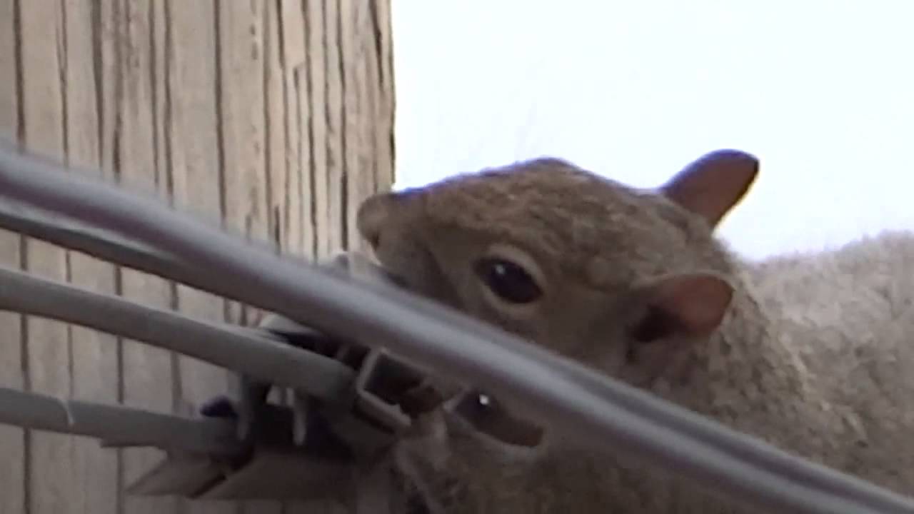 Squirrel chews up power line - YouTube