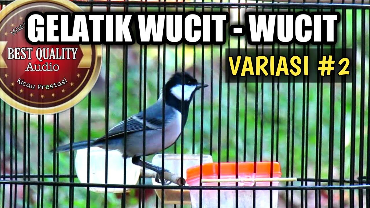 Gelatik batu gacor wucit panjang suara jernih #2