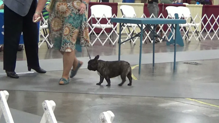Breed Saturday 8/7/2021 Marion, Il Judge Vicki Abb...