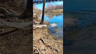 Trout stocking day