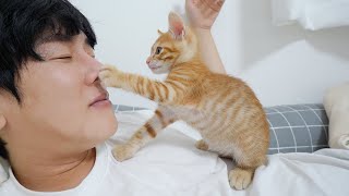 Baby Kitten Became Addicted to Bullying Its Owner