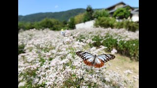 フジバカマ園が見頃で「アサギマダラ」が飛来　京都・大原野