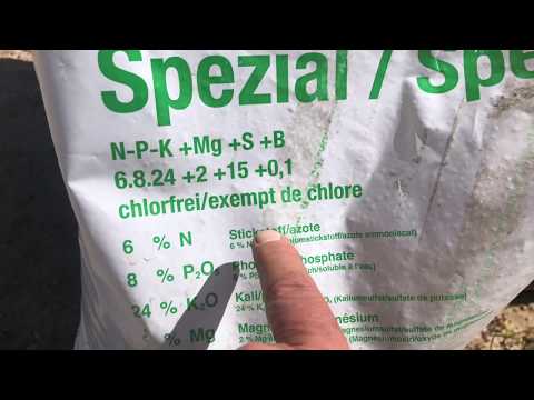 Blumenfeld Saat Sonnenblumen 