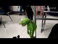 Kermit suicide