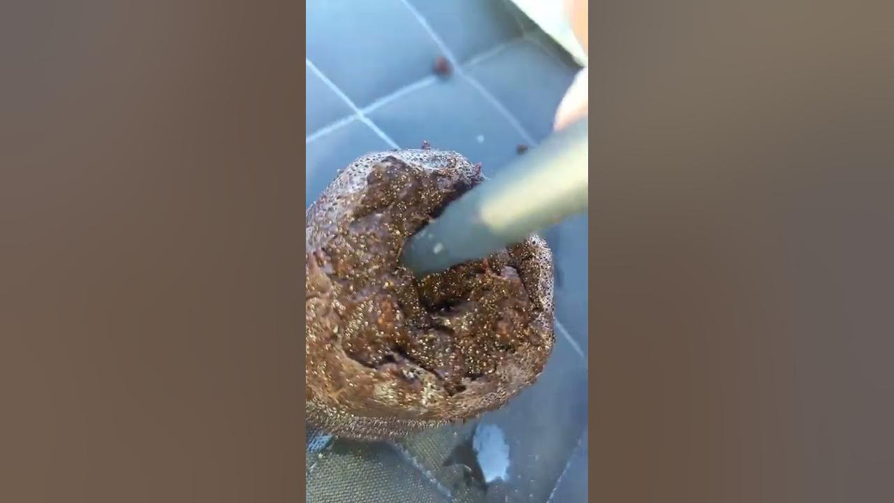 How to use jiffy pots YouTube