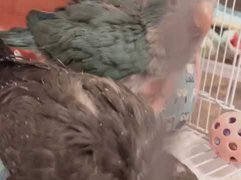 Blue and Berry’s Day 1 (Quaker Parrots)