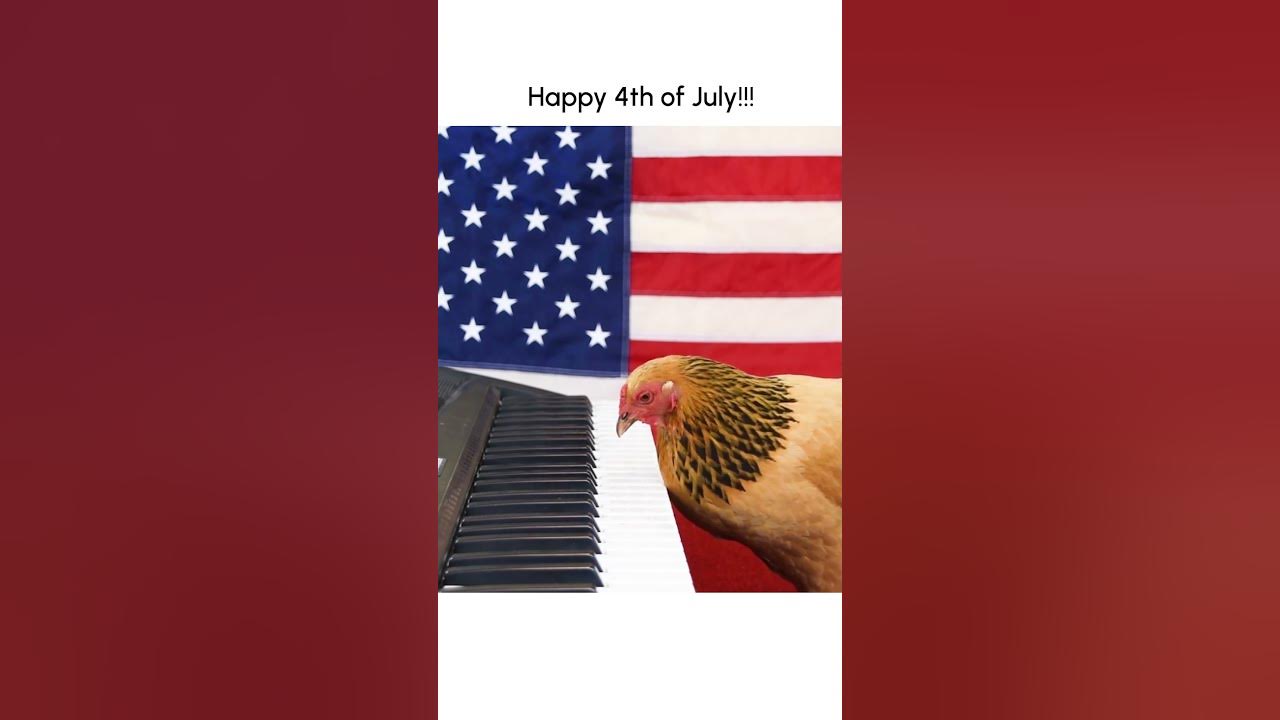 Funny Chicken Plays "Star Spangled Banner" on Piano! Funny Chicken Plays "Star Spangled Banner" on Piano!