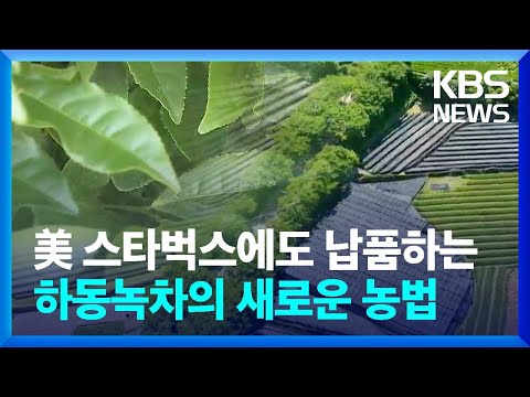 美 스타벅스에도 납품하는 하동녹차의 새로운 농법 / KBS  2024.05.30.