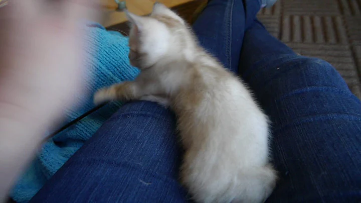 Video 2842801: lynx point bengal kitten, lynx point male bengal