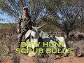 BOWHUNT DANGEROUS GAME, SCRUB BULLS