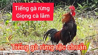 Tiếng gà rừng trống gáy giọng cà lăm, giọng gà rừng rặc chuẩn nhất 2024-2025