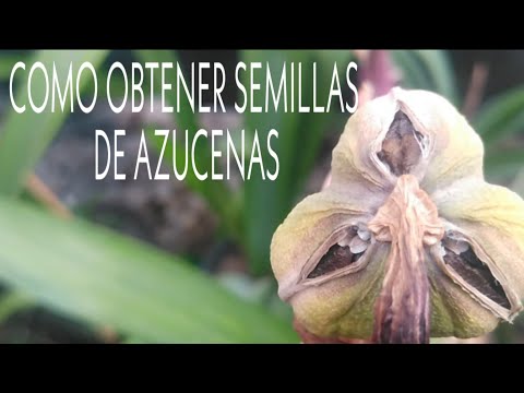 Video: Cultivo De Azucenas A Partir De Semillas