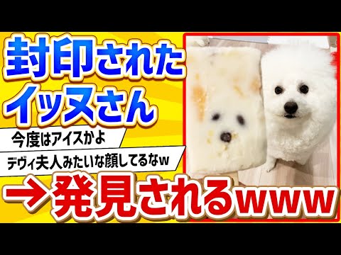 【2ch動物スレ】【悲報】イッヌ、またもや封印されてしまうwwww