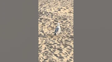 Эта чайка не из робких
