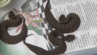 Baby Common Death Adder Acanthophis Antarcticus