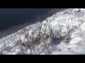 зима, щеглы, Десна (winter, goldfinches, the river Desna)