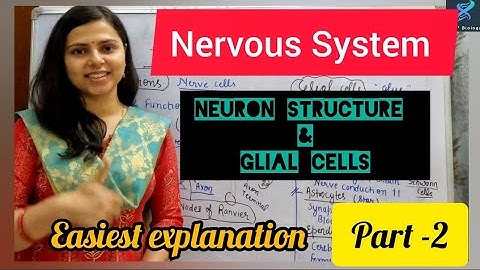 Nervous System (part-2) Neuron structure and Glial cells