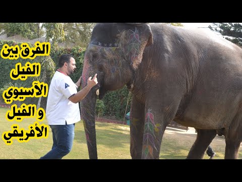 مقارنة بين الفيل الآسيوي و الفيل الأفريقي