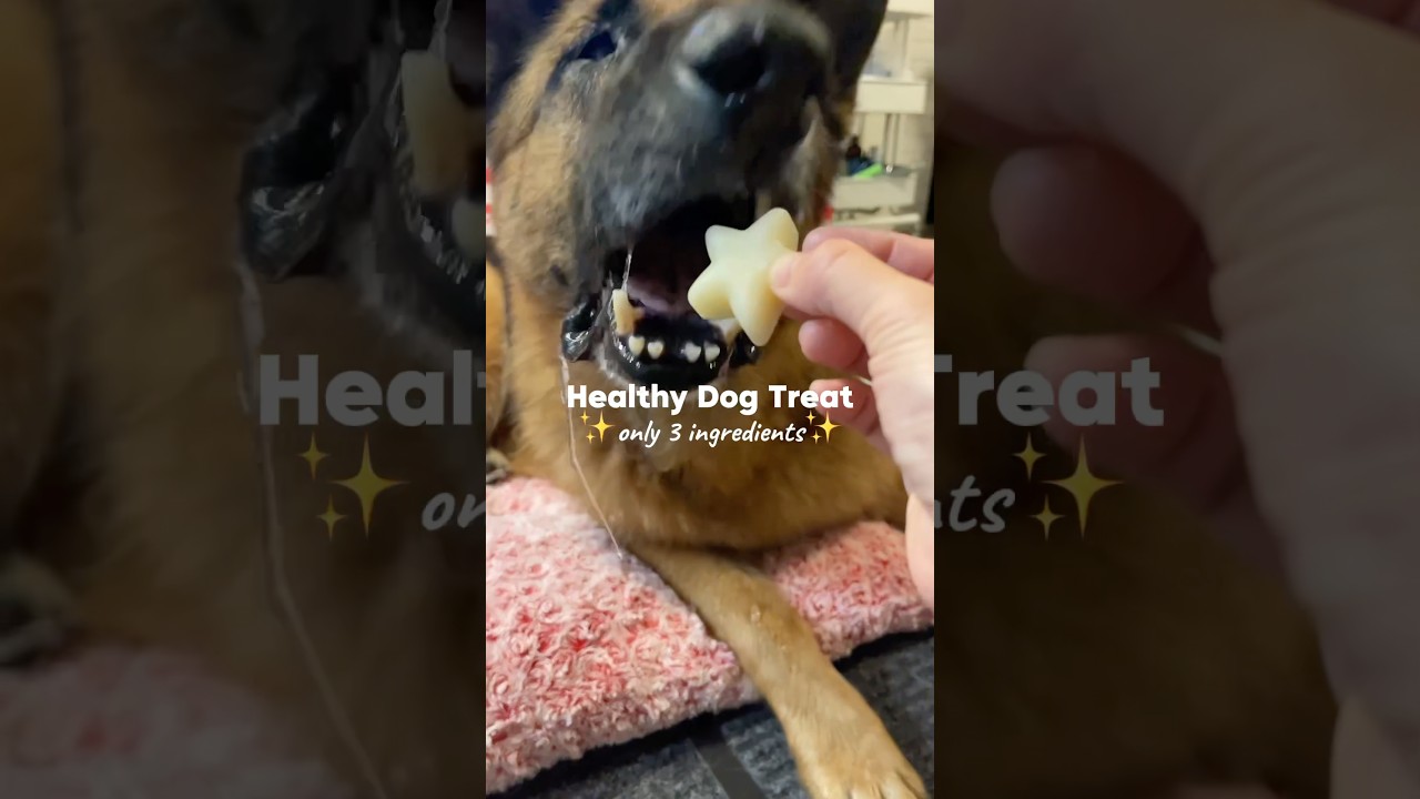 Try this 3 ingredients homemade dog treats 