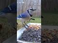 Short but Sweet! #birdcam